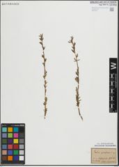 Foto von Salix purpurea L.